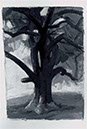Tree Study VI 14" x 11" Charcoal and Gesso 
