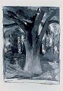 Tree Study VIII 14" x 11" Charcoal and Gesso 
