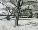 Early Spring 2 18x24 2009 Charcoal